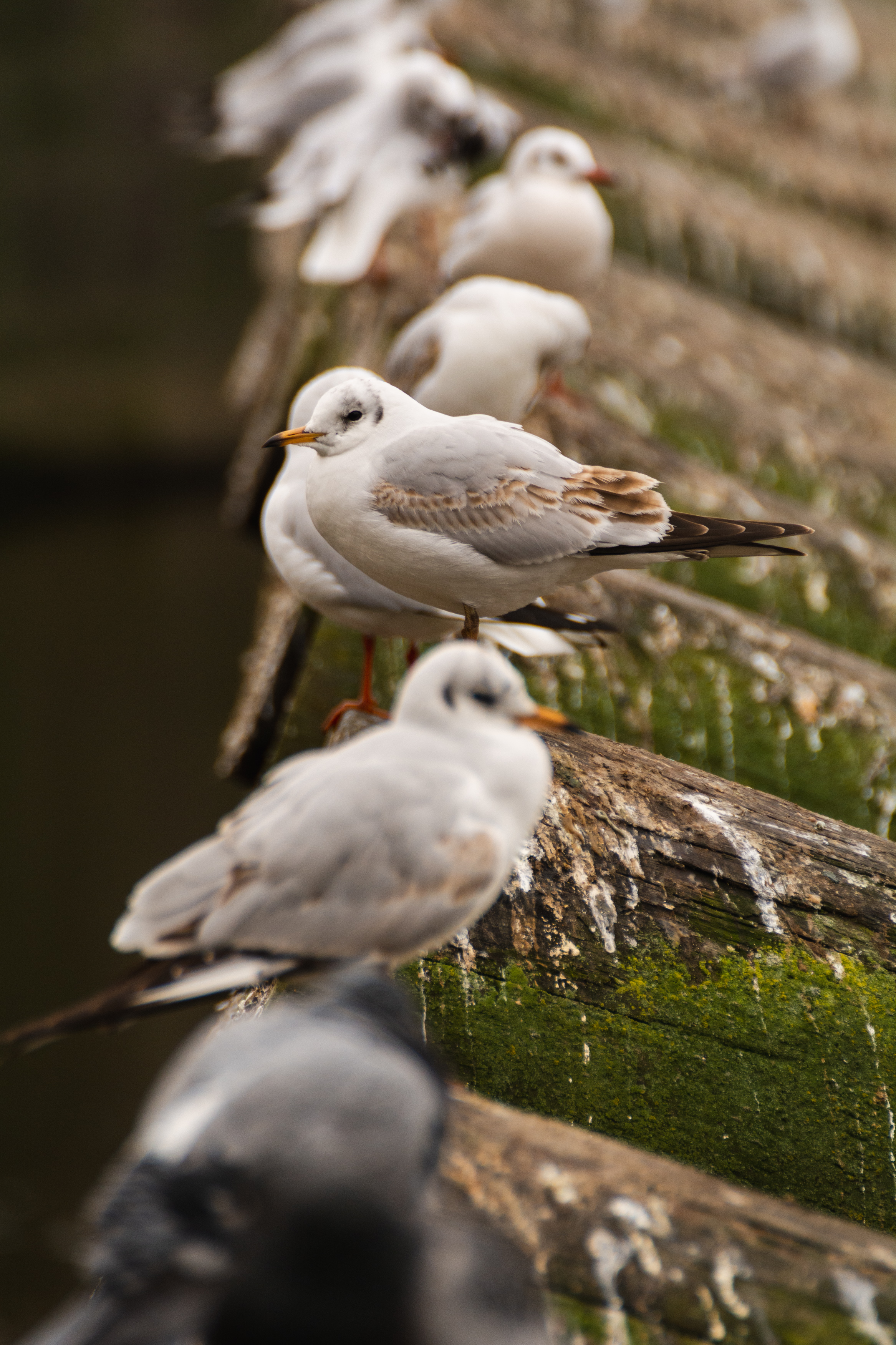 Image of many seagulls in Prague